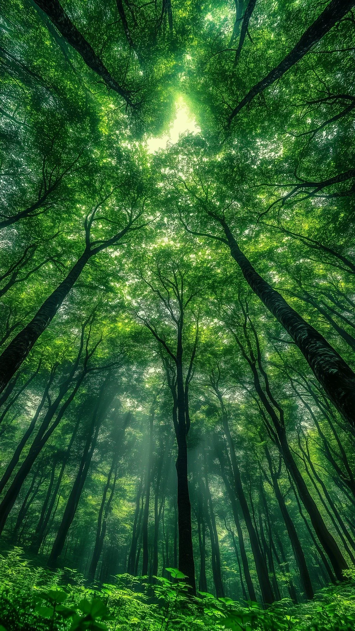 Atmosphere